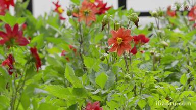 夏天花池里的红色大丽菊大理花